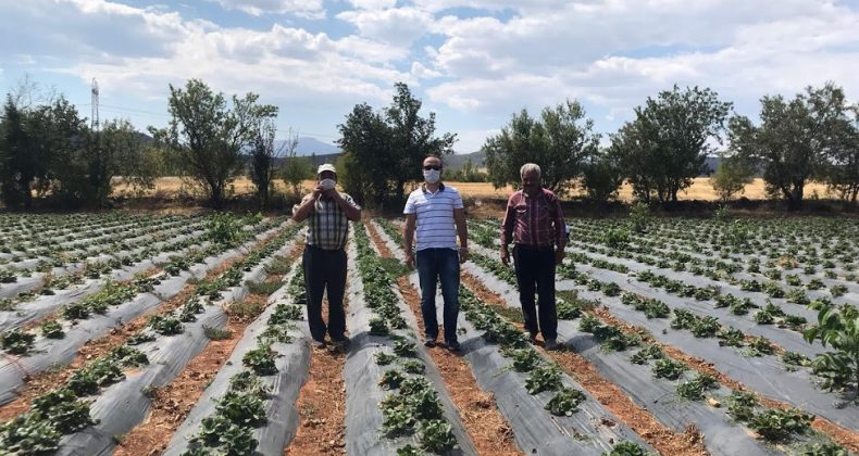 Konya’da Aralık ayında çilek hasadı