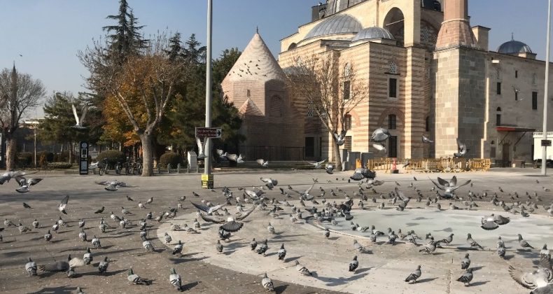 Konya’da sokak ve caddeler sokak hayvanlarına ve kuşlara kaldı