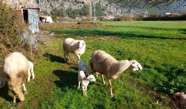 Marmaris’te çobanlara kurt ve domuz korkusu sardı