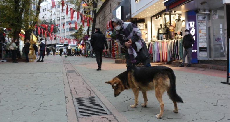 Mazgal köpek caddenin demirbaşı oldu