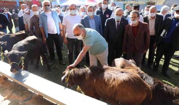 Ordu’da hayvancılık yüz güldürüyor