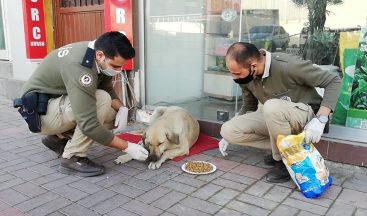 Osmaniye polisi kısıtlamada sokak hayvanlarını unutmadı