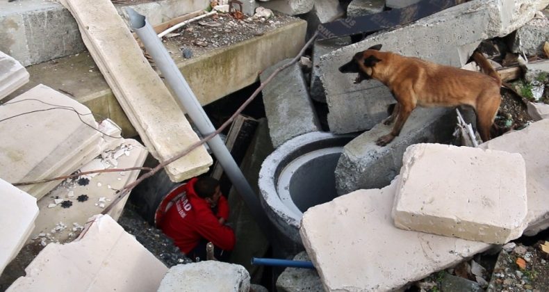 AFAD’ın Köpekleri Afetlerde Görev Alıyor