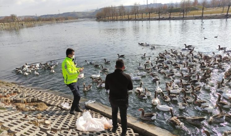 Polis ekipleri Kızılırmak’ta bulunan kaz ve ördekleri besledi