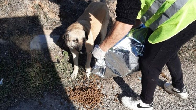 Safranbolu Belediyesi can dostlarını yalnız bırakmadı