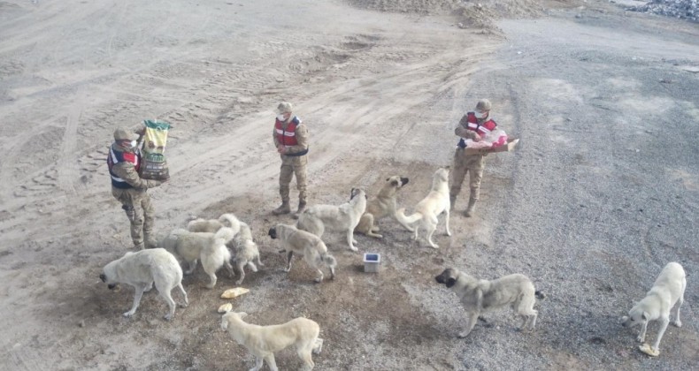 Sarıkamış’ta kısmen boşaltılan köyde sahipsiz köpeklere jandarma sahip çıktı