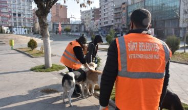 Siirt Belediyesinden Adres Sizden Mama Bizden Projesi