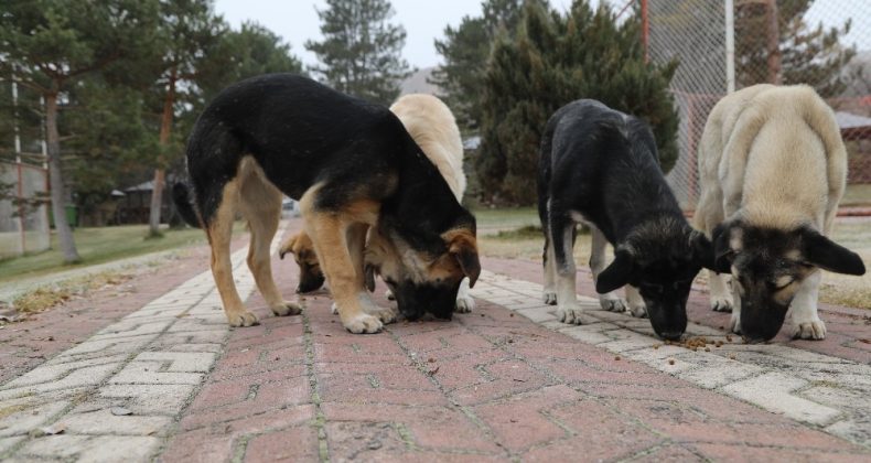 Sivas’ta sokak hayvanları unutulmadı