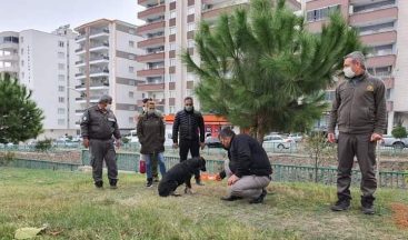 Sokağa çıkma kısıtlamasında sokak hayvanları unutulmadı