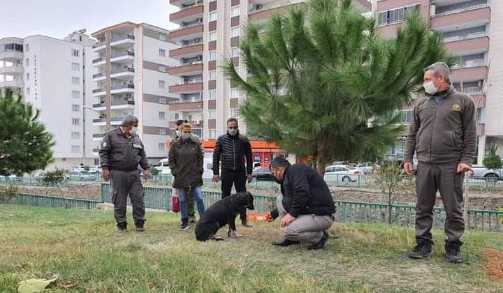 Sokağa çıkma kısıtlamasında sokak hayvanları unutulmadı