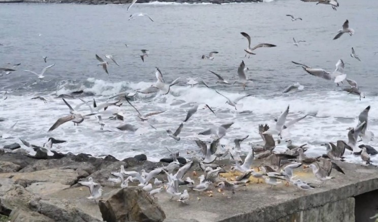 Sokağa çıkma yasağında kuşları yalnız bırakmadılar