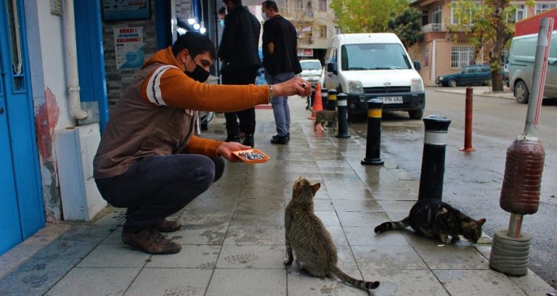 Sokak kedileri bu dükkanların açılmasını dört gözle bekliyor