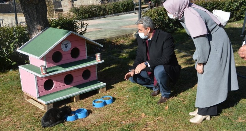 Sokak kedileri ev sahibi oldu