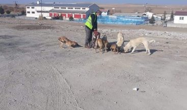 Sungurlu Belediyesi sokak hayvanlarını unutmadı