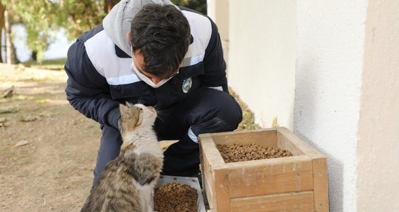 Talas’ta sokak hayvanlarını özel ekip besliyor