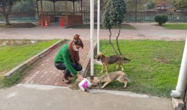 Tarsus Belediyesi, sokağa çıkma yasağında sokak hayvanlarını unutmadı