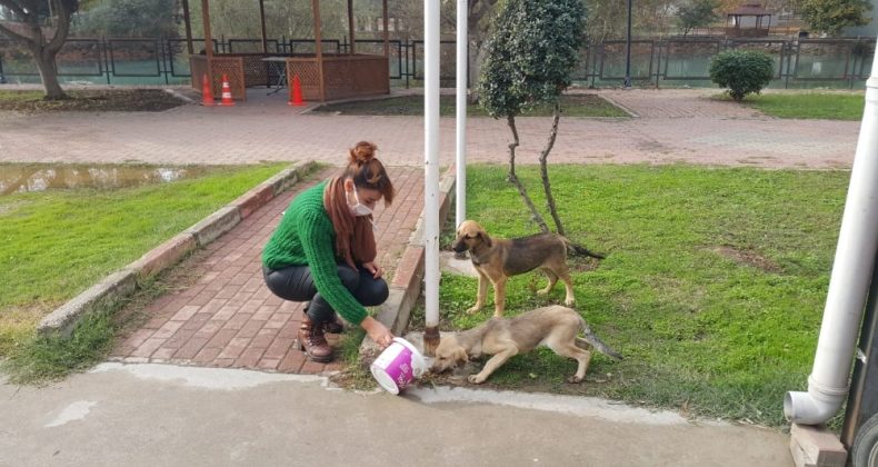 Tarsus Belediyesi, sokağa çıkma yasağında sokak hayvanlarını unutmadı