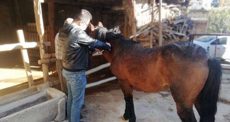 Tek Tırnaklı Hayvanlara Mikroçip Takılıyor