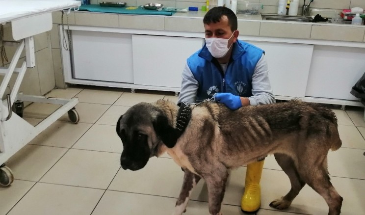 Terk edilen yaşlı köpeğe belediye sahip çıktı