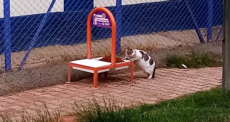 Toroslar’da sokağa çıkma kısıtlamasında sokak hayvanları unutulmadı