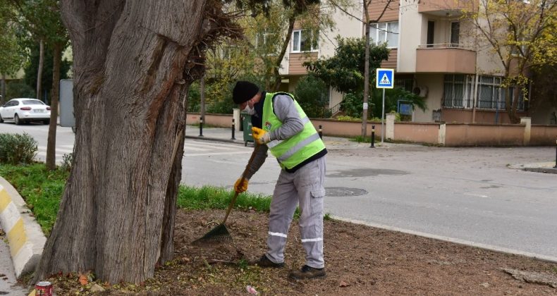 Tuzla’da 600 yıllık ağaç, dut ağacına ve arılara ev sahipliği yapıyor