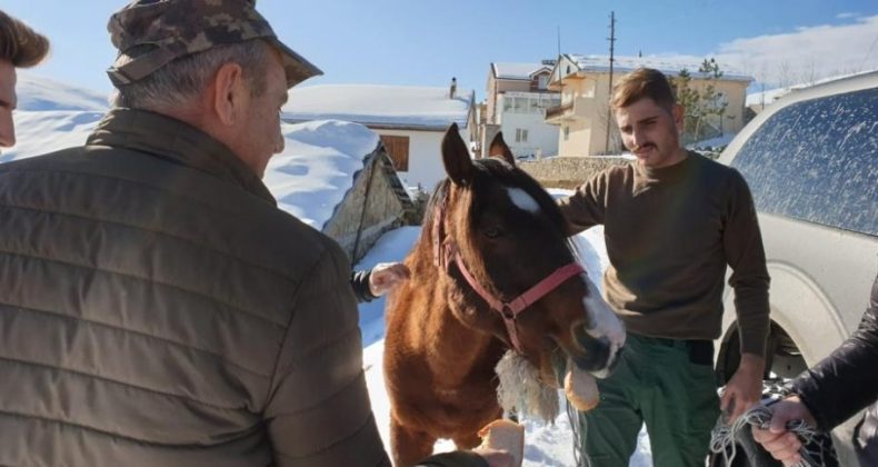 Yaylada ölüme terk edilen at günler sonra hayvanseverler tarafından kurtarıldı