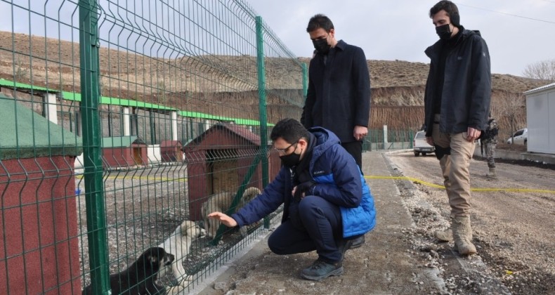 Yüksekova’da sokak hayvanları yeni evlerine kavuştu