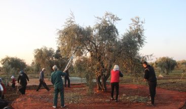 Zeytin hasadına yağmur engeli