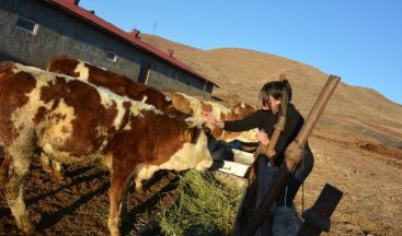 12 yaşındaki kız, biriktirdiği harçlıklarla 3 buzağı alıp çiftçiliğe atıldı