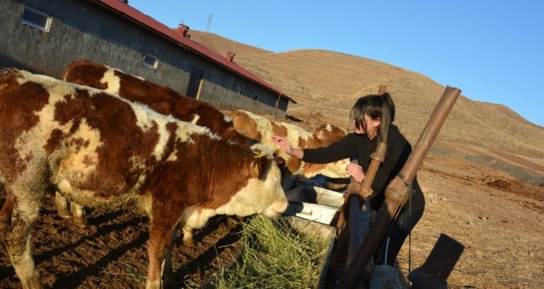 12 yaşındaki kız, biriktirdiği harçlıklarla 3 buzağı alıp çiftçiliğe atıldı