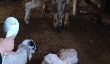 3 yıldır bir batında dördüz doğuruyor