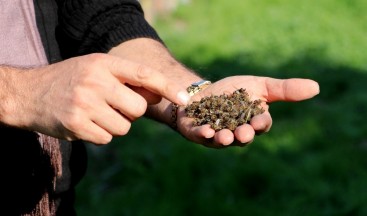 Adana’da arı ölümleri