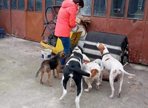 Akçakoca Belediyesinden sokak hayvanlarına mama desteği