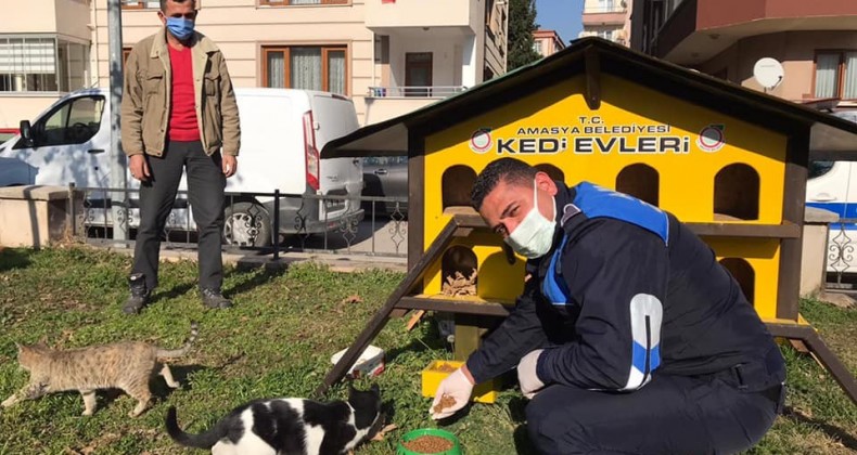 Amasya Belediyesi sokak hayvanları ve kuşlar için mama ile yem dağıttı