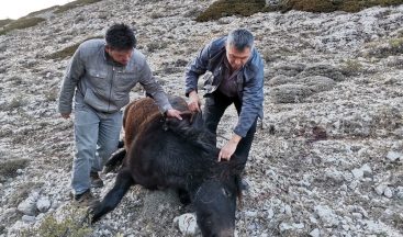 Amasya’da iki yılkı atı silahla vurulmuş halde bulundu