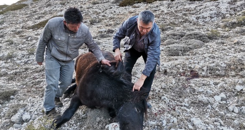 Amasya’da iki yılkı atı silahla vurulmuş halde bulundu