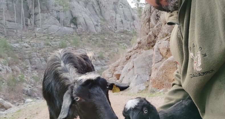 Antalya’da kayıp keçi ve yavrusu bulundu