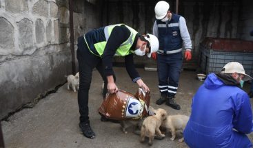 Arızayı gideren ekiplerin hayvan sevgisi