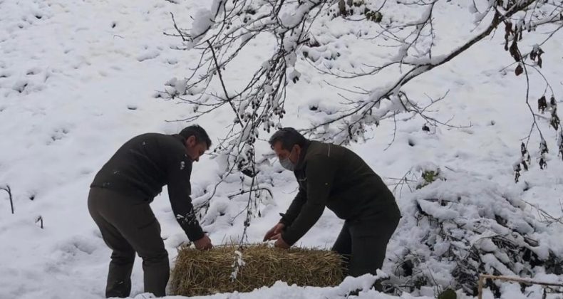 Artvin’de çetin kış şartları nedeniyle yaban hayvanları için doğaya yem bırakıldı