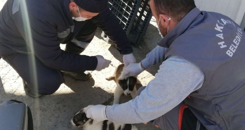 Askeri üs bölgesindeki can dostlar aşılandı