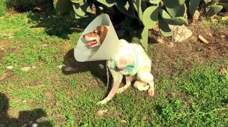 Ayağı ampute edilen köpeği iyileşmeden sokağa terk ettiler