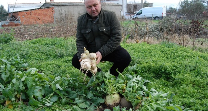 Bahçesinde dev turp yetiştirdi