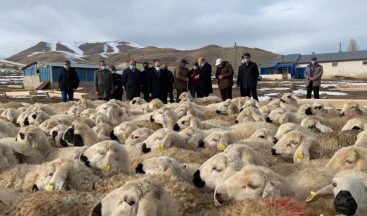 Bayburt’ta “Köyümde Yaşamak İçin Bir Sürü Nedenim Var Projesi” kapsamında çiftçilere koyunları teslim edildi