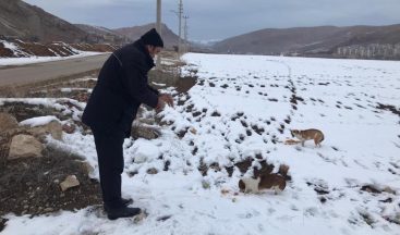 Bayburt’ta sokak hayvanları için yiyecek bırakıldı