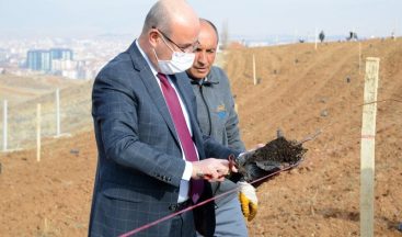 Belediye, Hızırağa mevkine ağaçlandırma ve peyzaj çalışmasına başladı