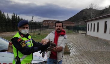 Bilecik’te yaralı şahine jandarma ekipleri sahip çıktı