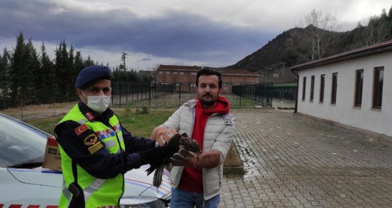 Bilecik’te yaralı şahine jandarma ekipleri sahip çıktı