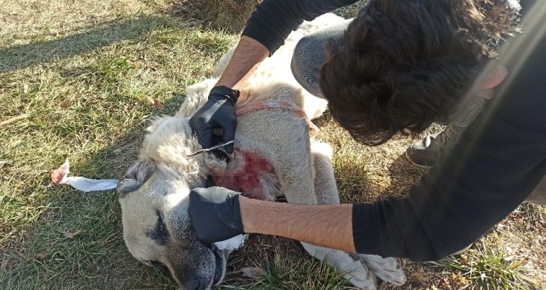 Boğazından yaralı halde bulunan köpek sokak ortasında ameliyat edildi