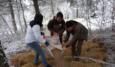 Bolu’da yaban hayvanları için ormanlara yem bırakıldı