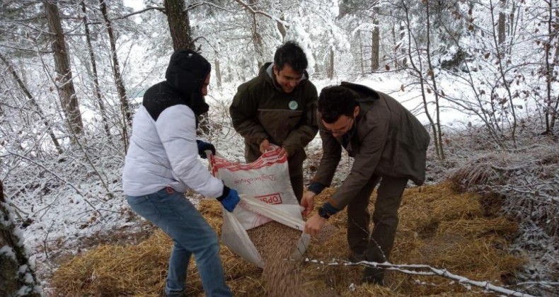 Bolu’da yaban hayvanları için ormanlara yem bırakıldı